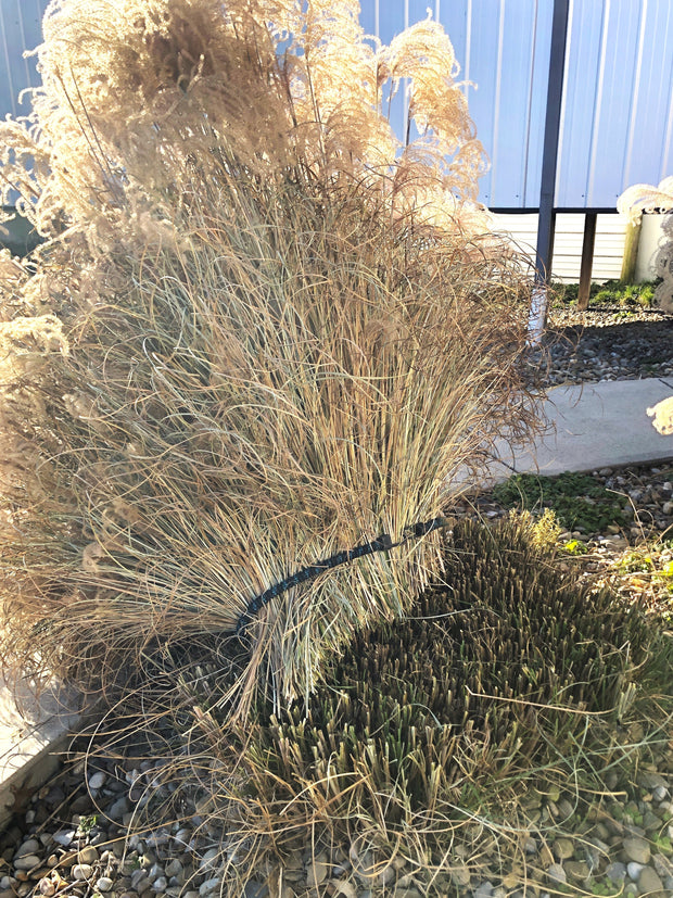 Manage tall grasses with SuperBungee